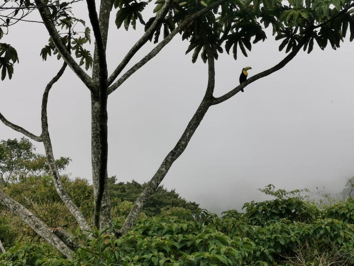 Cabanas El Bosque 图里亚尔瓦 外观 照片